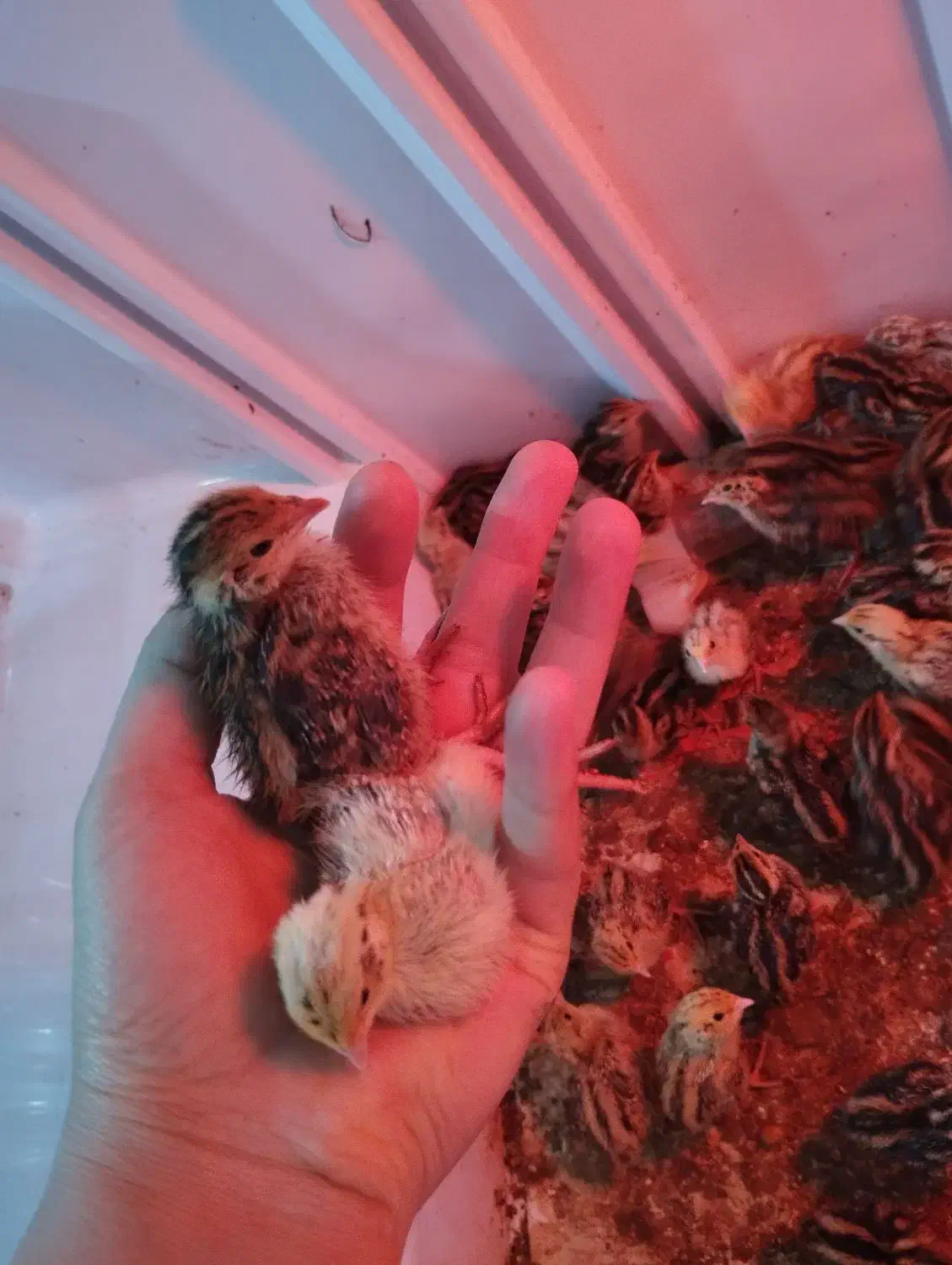 بلدرچین 1 تا 17 روزه|حراج|تالش, تالش|دیوار