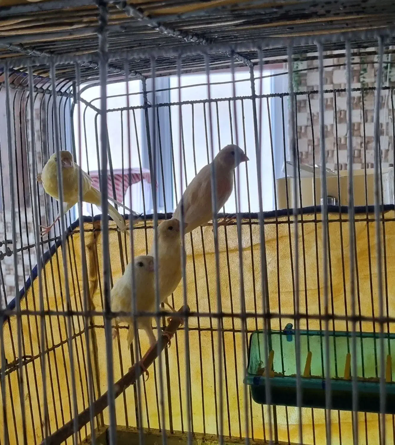 قناری درجه یک و خانگی بی نظیر و سالم و سرحال|پرنده|بروجرد, |دیوار