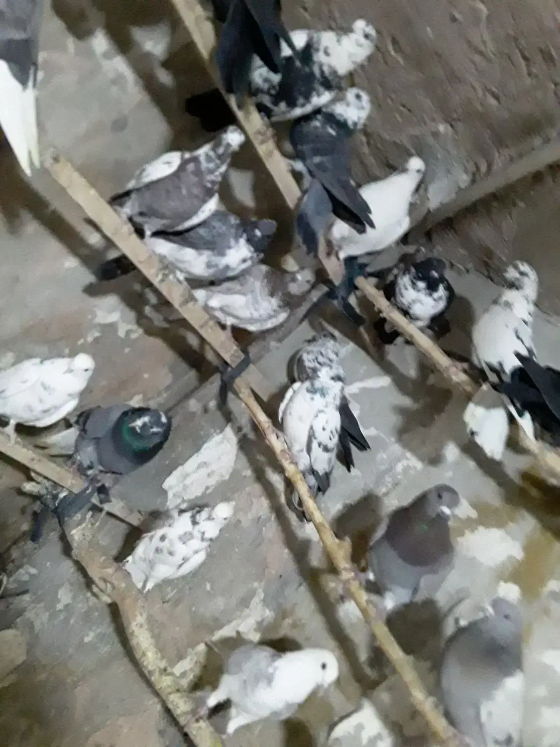 حدودا۳۰تا کفتر تهرانی ازاصفهان|پرنده|مشهد, شهید بصیر|دیوار