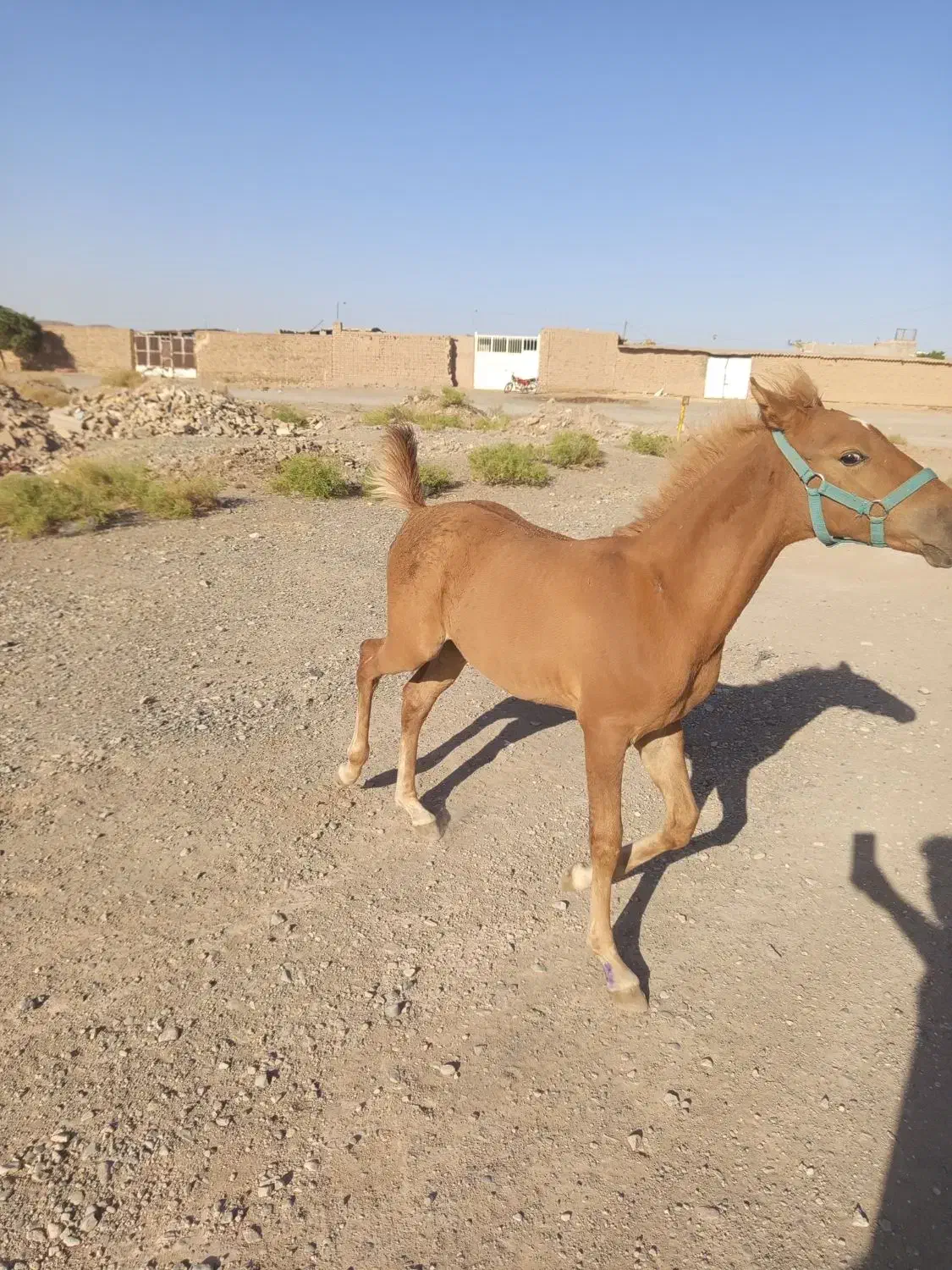 کره نریان پنج نشان ۷ماه  یورقع نیستن|اسب و تجهیزات اسب‌سواری|مه ولات, |دیوار