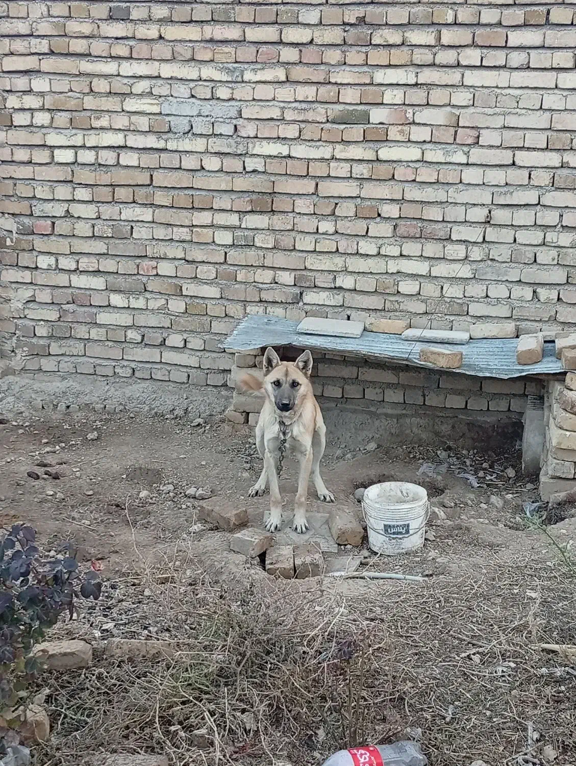 مالینیوز|سگ|بروجرد, |دیوار