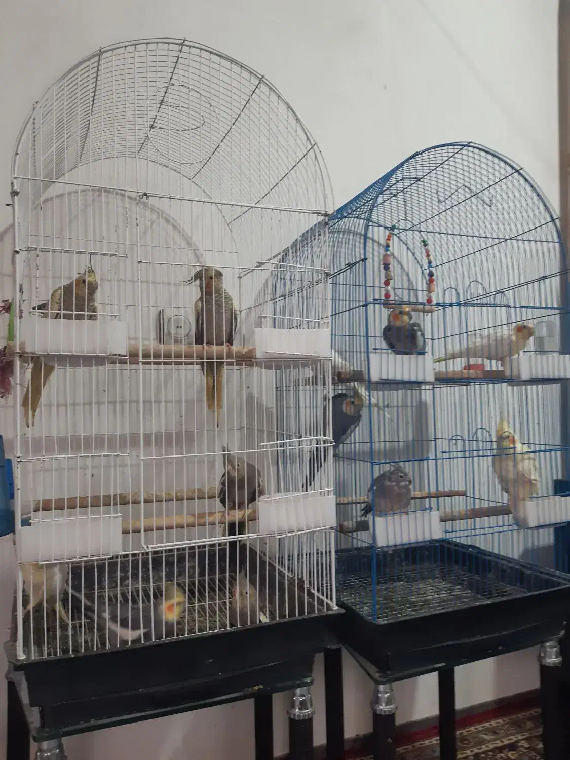 فروش ۲ عد طوطی عروس زرد خالخالیو سینامون تکی نمیدم|پرنده|نور, |دیوار