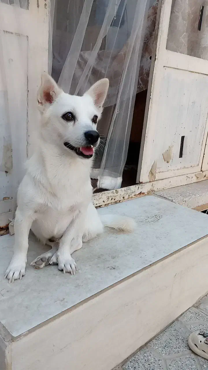 سگ اشپیتز|سگ|یزد, |دیوار