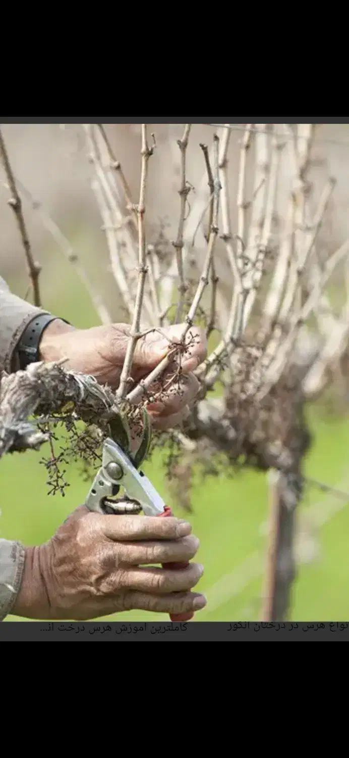 هرس باغ و باغچه هرسکار پیوند پیوند زنی و..|خدمات باغبانی و درختکاری|ارومیه, |دیوار