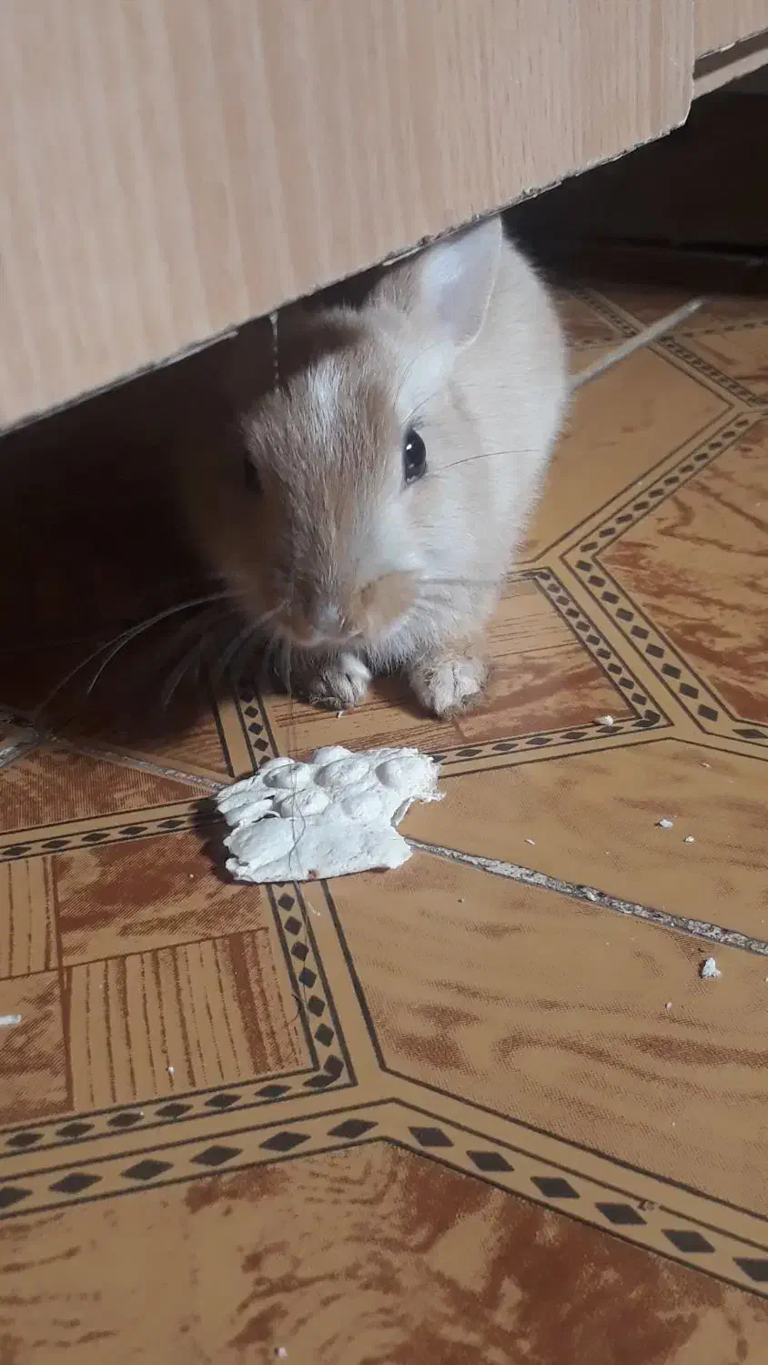 واگذاری حیوان|موش و خرگوش|رامهرمز, |دیوار