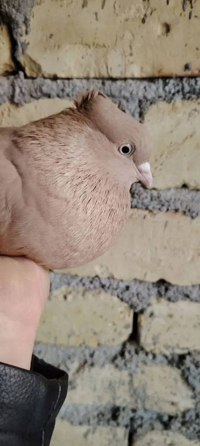 ماده زرد|پرنده|شهرضا, |دیوار