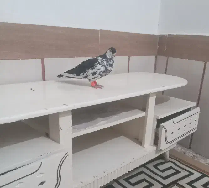 کبوتررنگه نرسیده افسون|پرنده|تربتحیدریه, بالا ولایت|دیوار