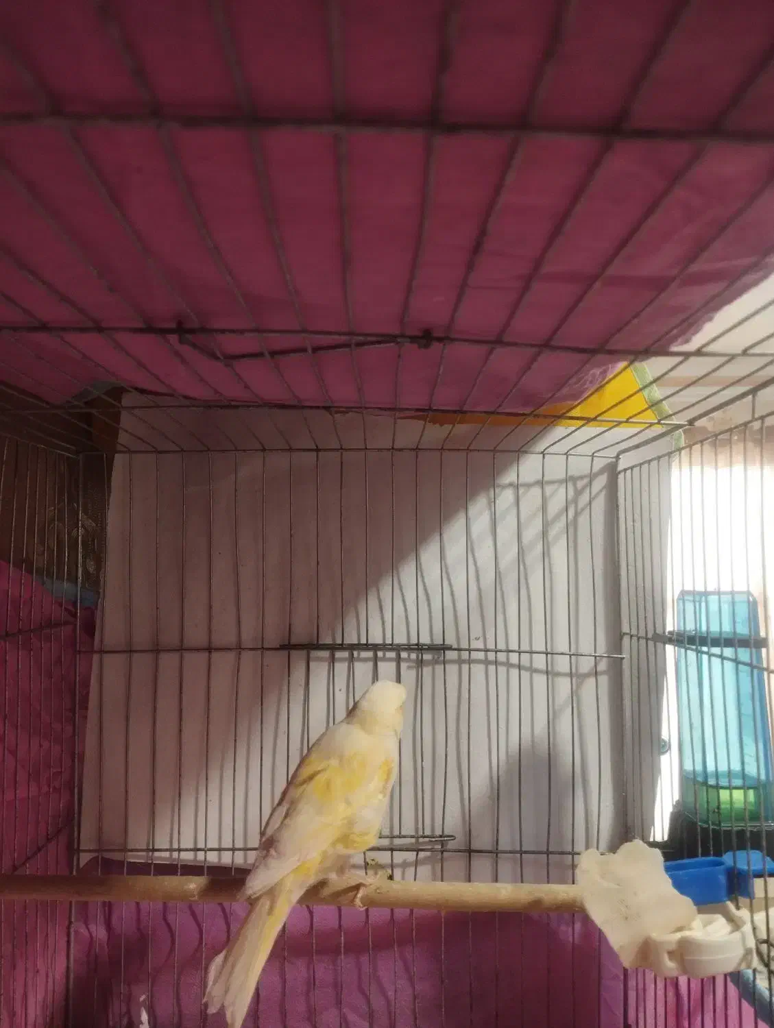 قناری ماده|پرنده|چهارباغ, |دیوار