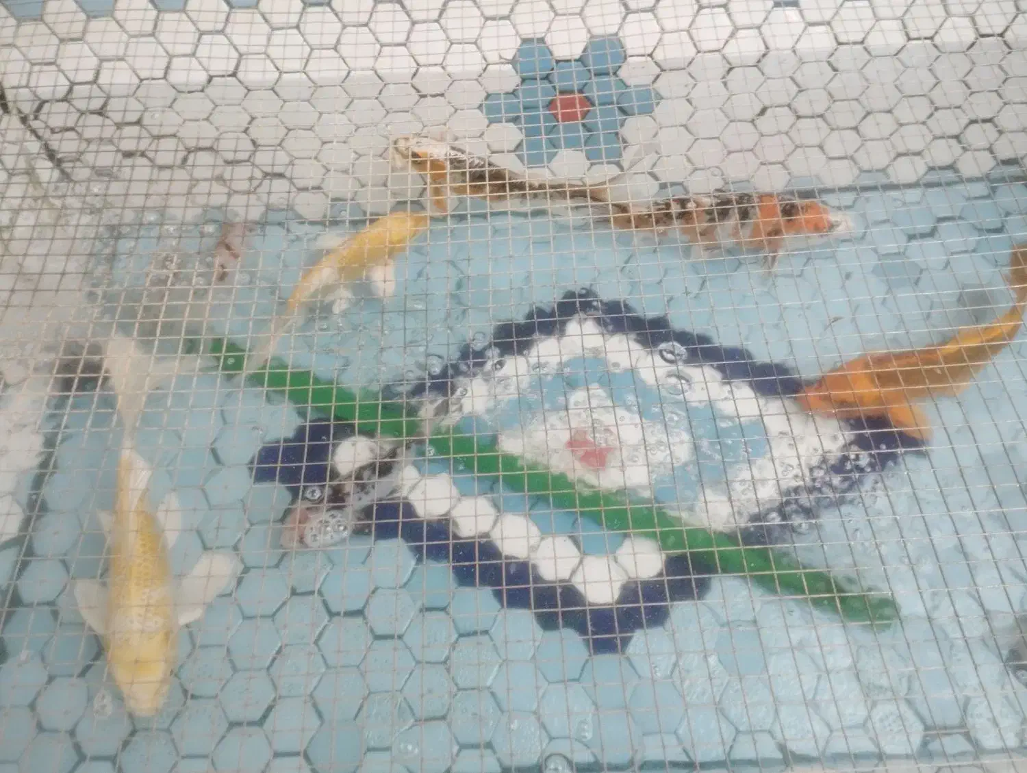 حوض ماهی|ماهی|قم, باغ کرباسی|دیوار