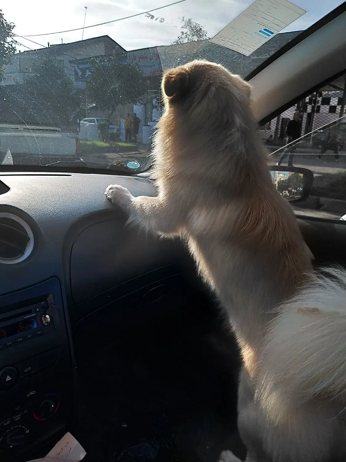 سگ پیدا شده|حیوانات|رشت, دیانتی|دیوار