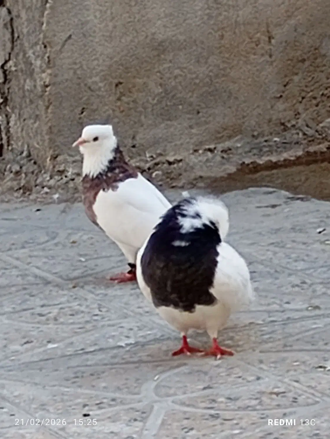 پرنده|پرنده|جم, |دیوار