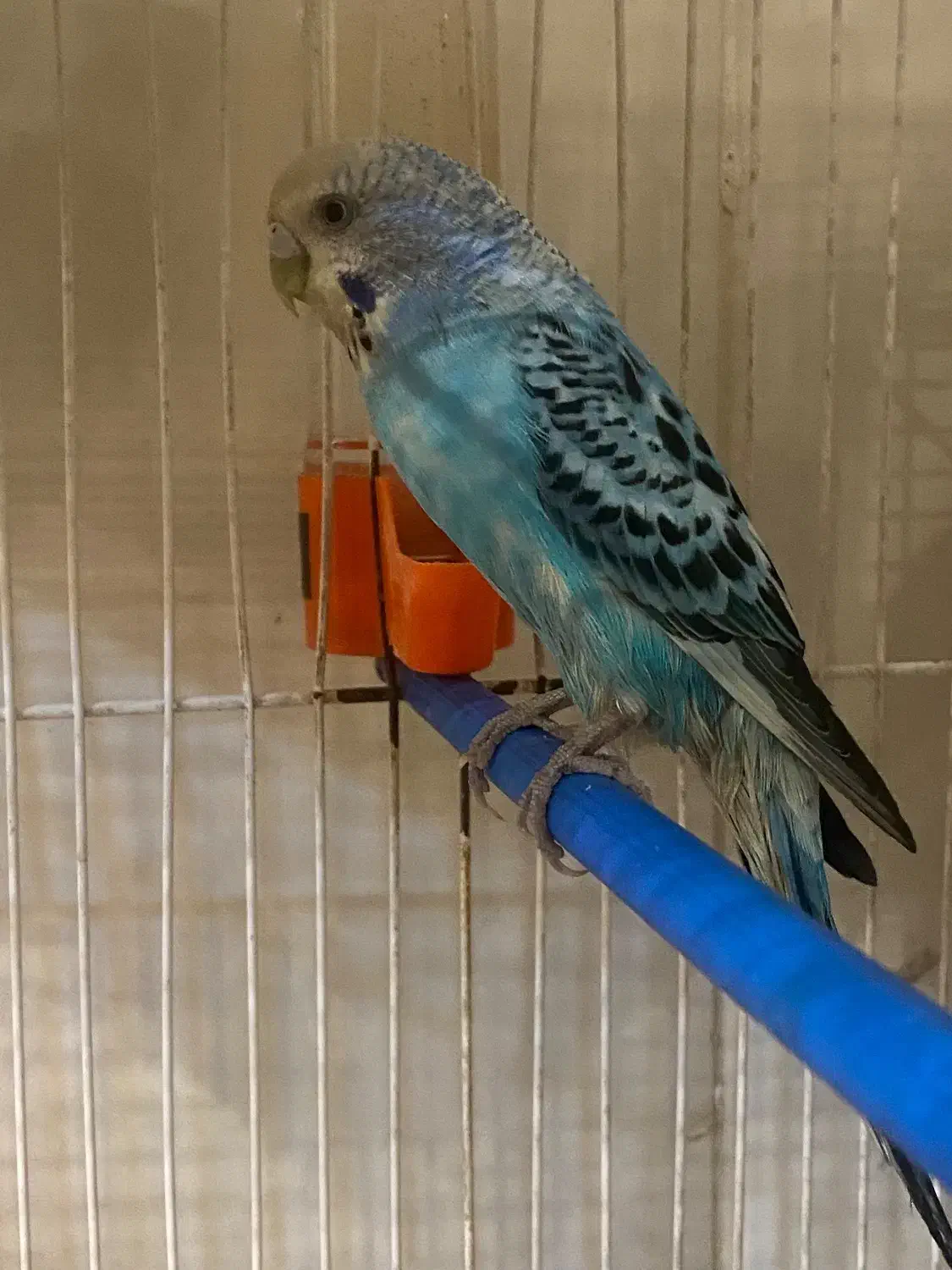 مرغ عشق ماده  ماده سالم|پرنده|قائن, |دیوار