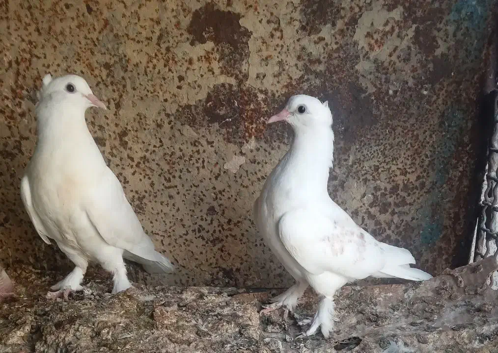 کبوتر پرشی و گره|پرنده|میناب, |دیوار