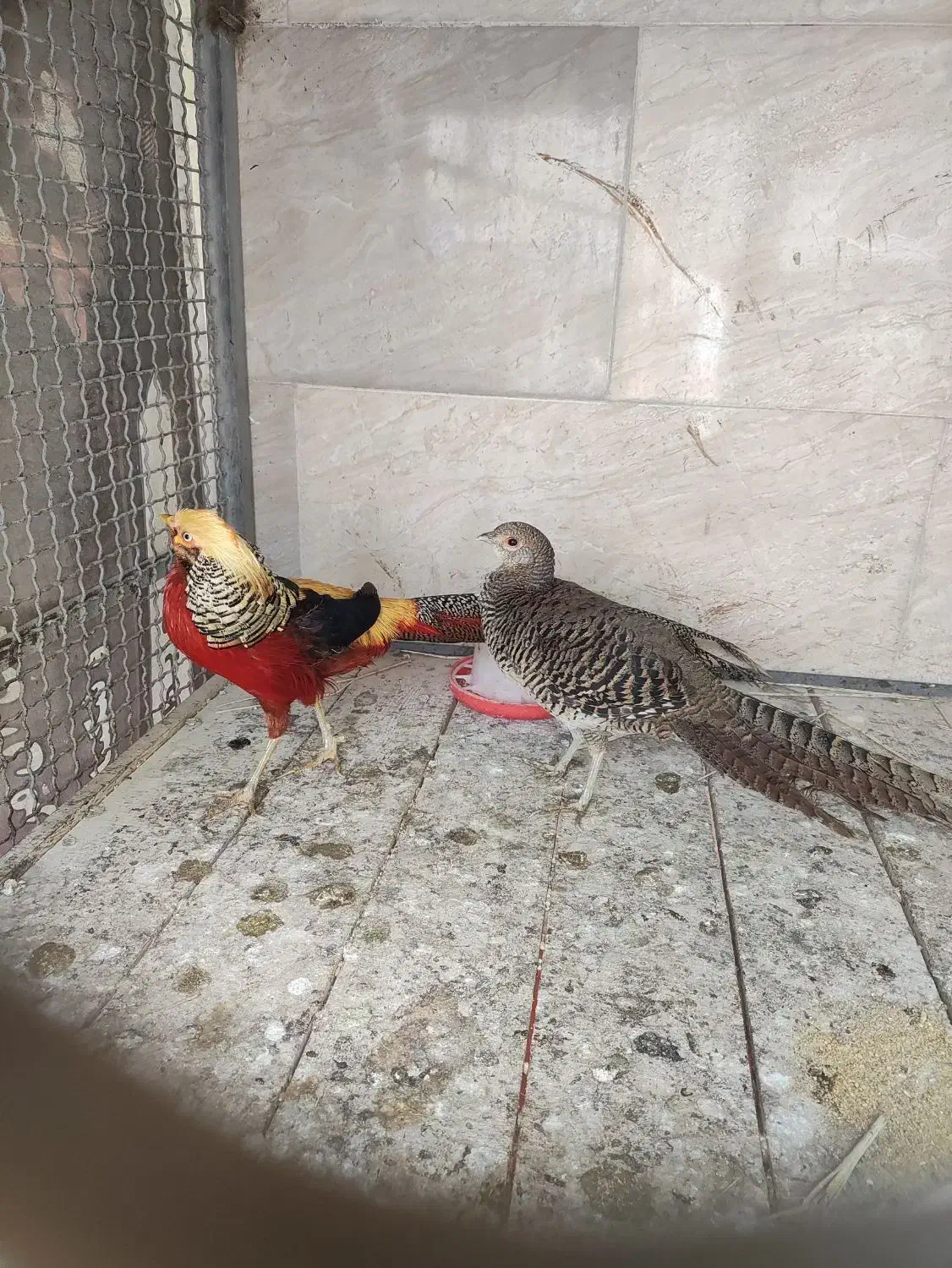 مرغ و خروس بلژیکی|حیوانات مزرعه|ساری, |دیوار