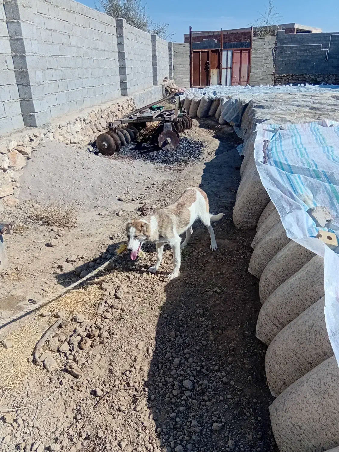 توله۵ماهه نر|سگ|میاندوآب, |دیوار