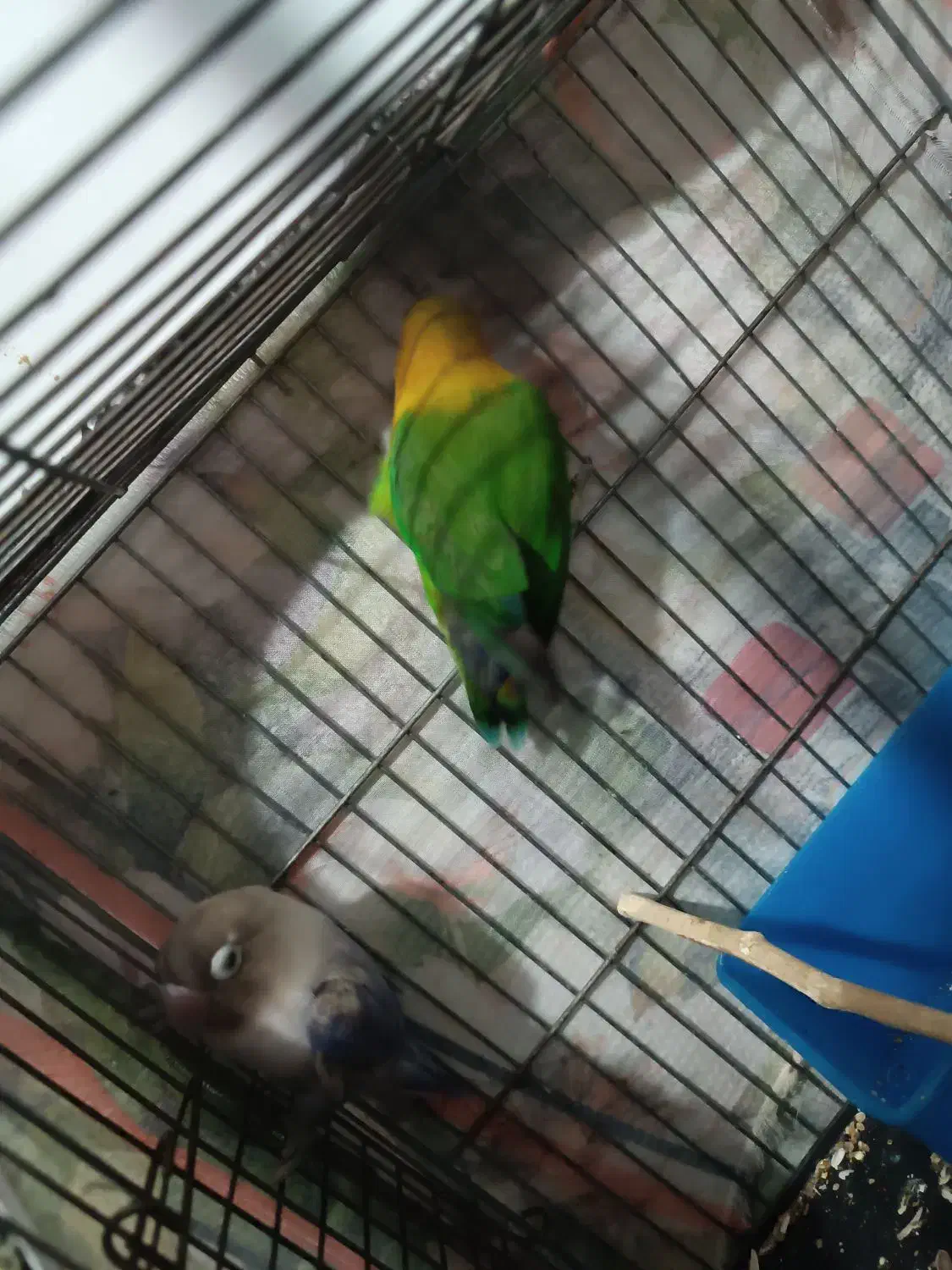 طوطی برزیلی سالم|پرنده|محمدیه-قزوین, |دیوار