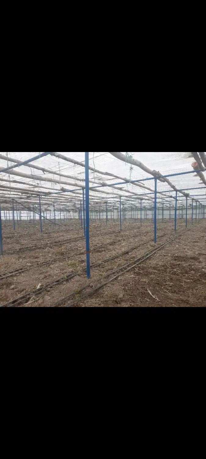 گلخانه ۱۵۰۰متری|فروش دفتر صنعتی، کشاورزی، تجاری|پیر بکران, |دیوار
