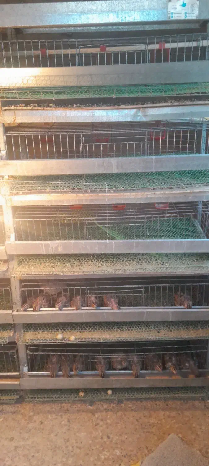 قفس بلدرچین پنج طبقه|لوازم جانبی حیوانات|دهاقان, |دیوار