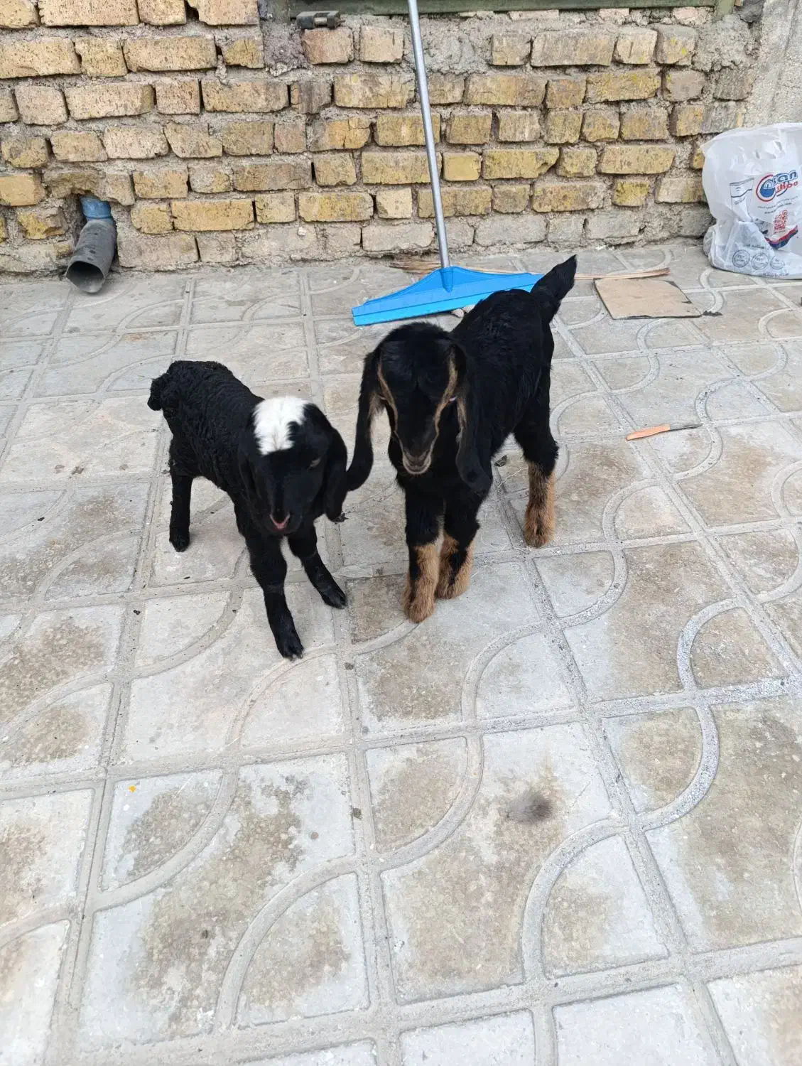 بره شیری|حیوانات مزرعه|کازرون, |دیوار