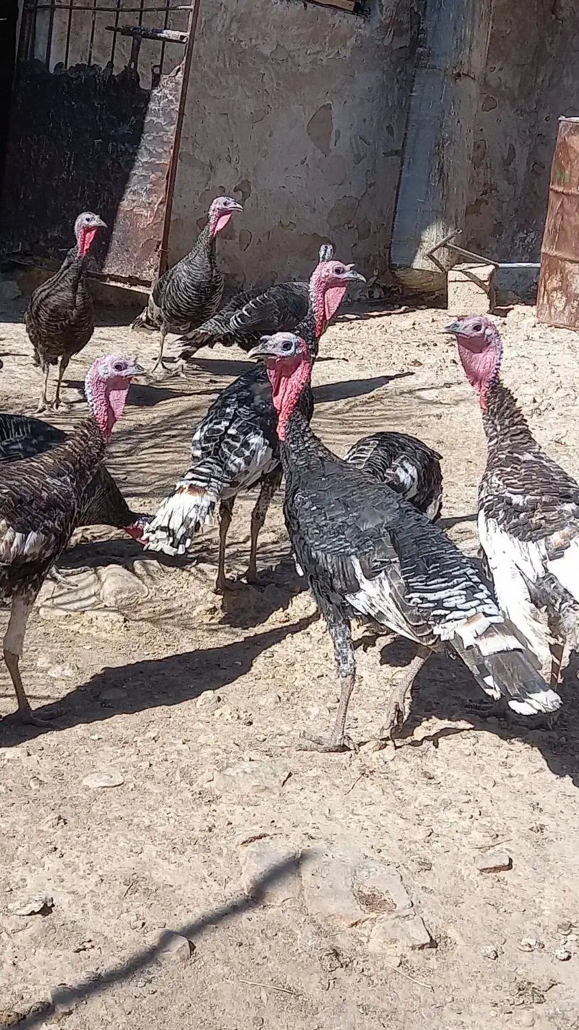 بوقلمون محلی بفروش میرسد|حیوانات مزرعه|کازرون, |دیوار