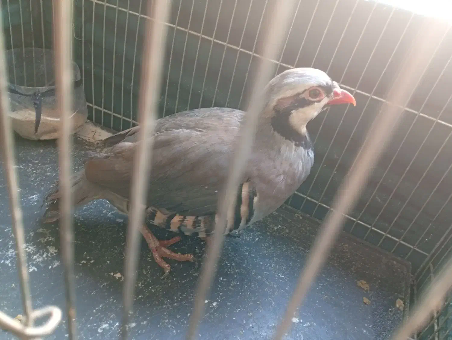 بلدرچین|حیوانات مزرعه|وحیدیه, |دیوار