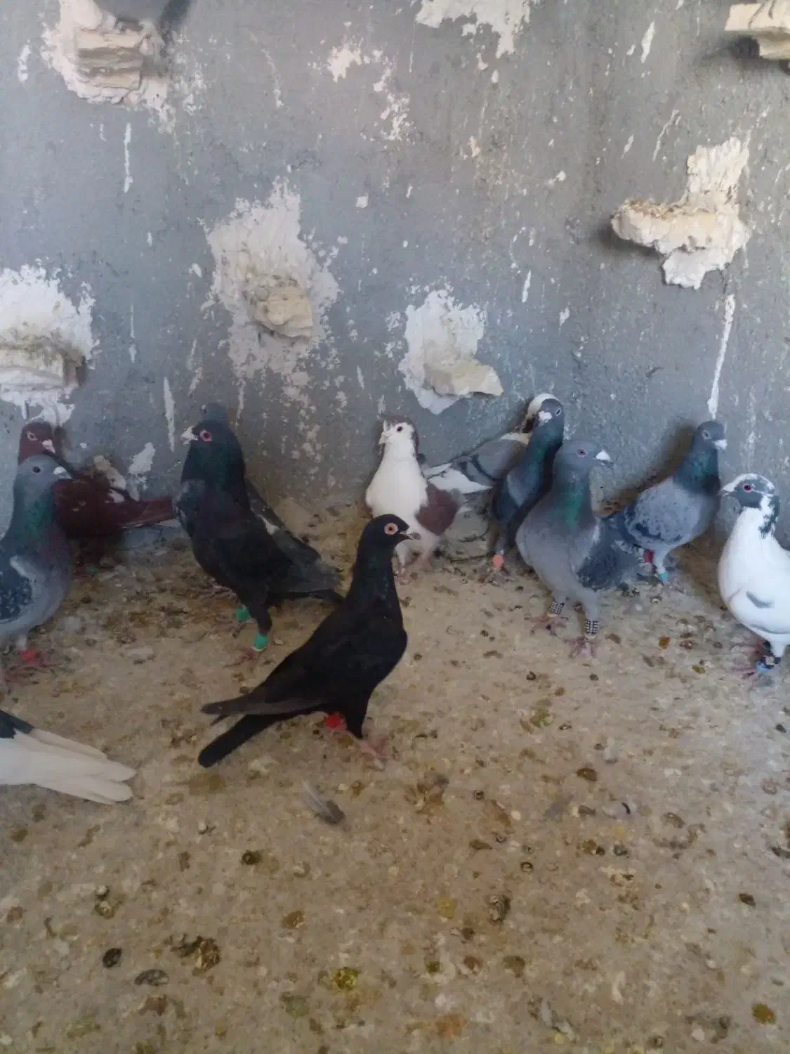 دسته ۳۰تای پلاکی|پرنده|شیراز, کفترک|دیوار