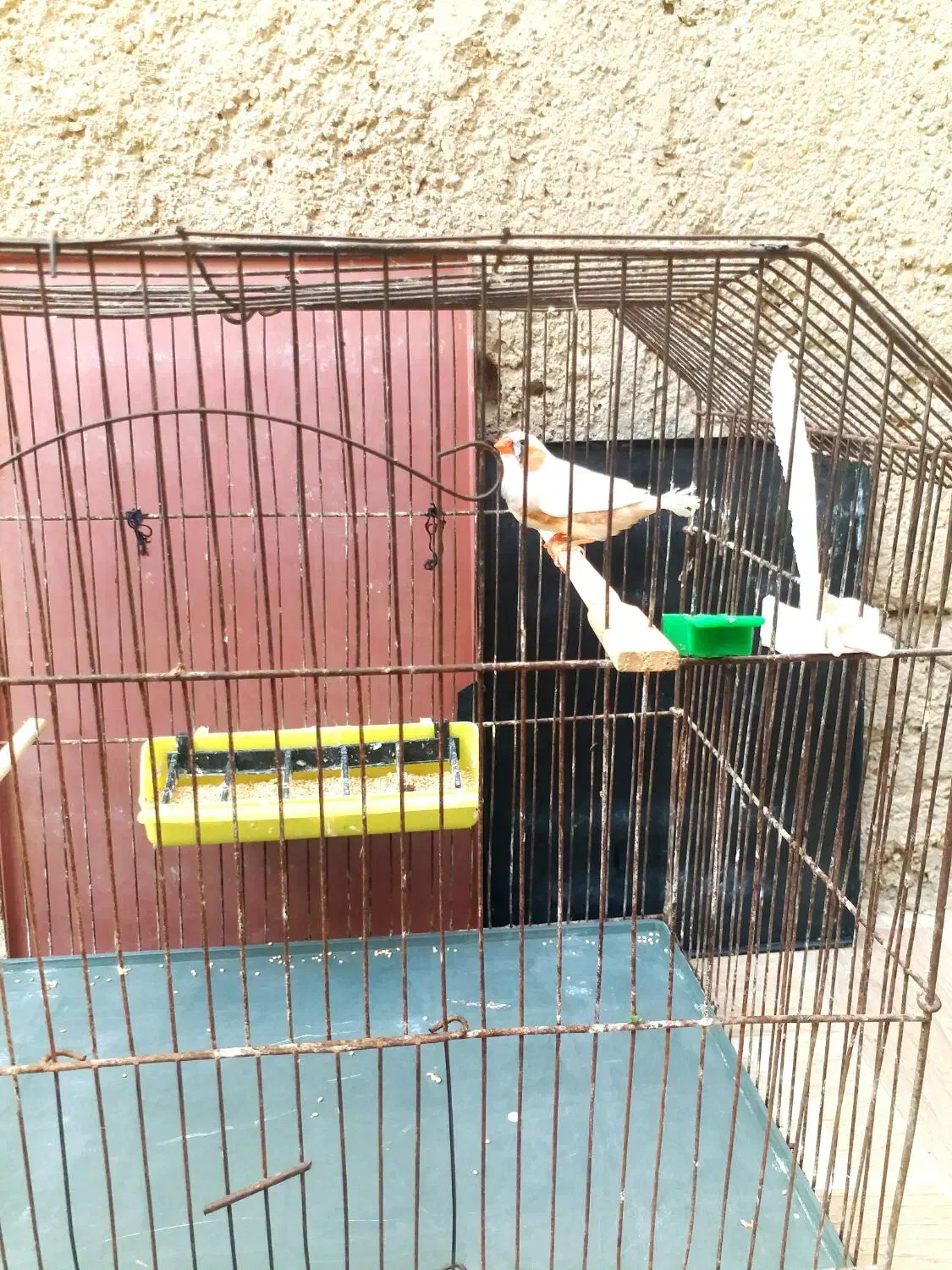 جفت فاعو درجه یک خوش رنگ|پرنده|چمران, |دیوار