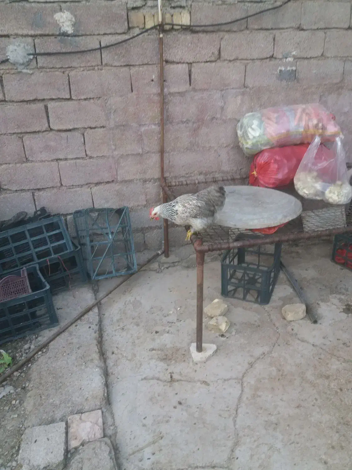 مرغ|حیوانات مزرعه|مسجد سلیمان, |دیوار