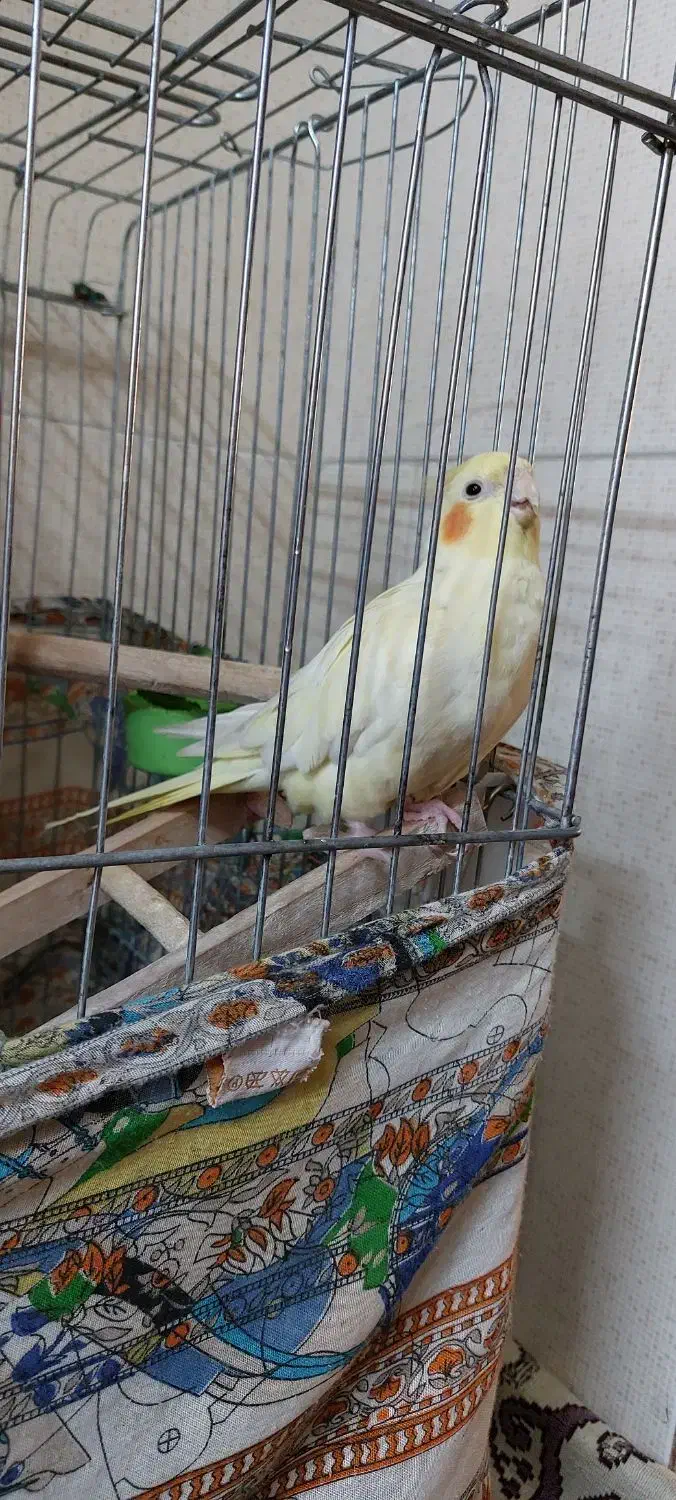 عروس هلندی|پرنده|اقبالیه, |دیوار