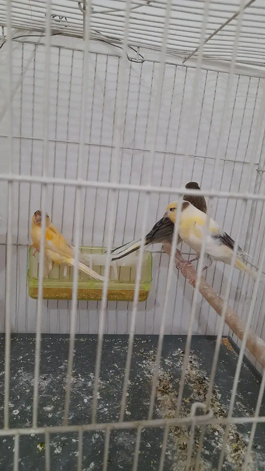 جوجه قناری|پرنده|مشهد, باغون آباد|دیوار