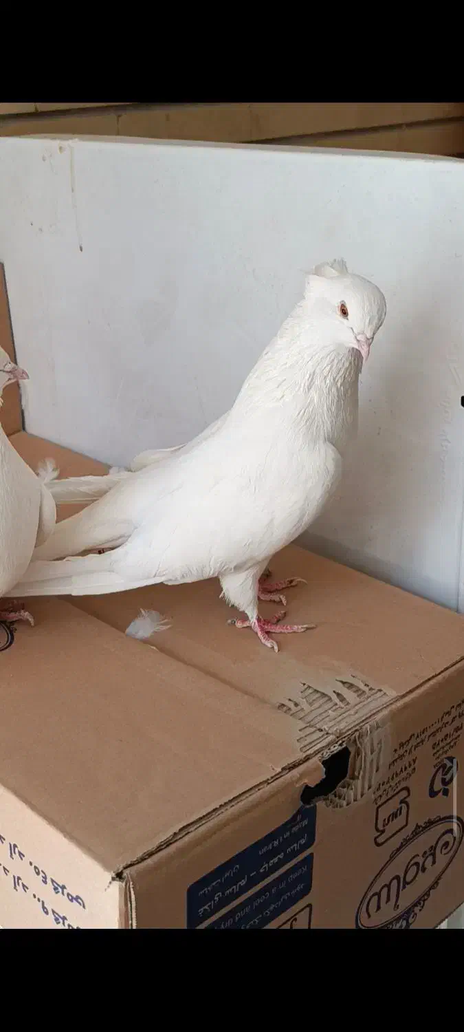 اراکی|پرنده|اصفهان, بوستان ناژوان|دیوار