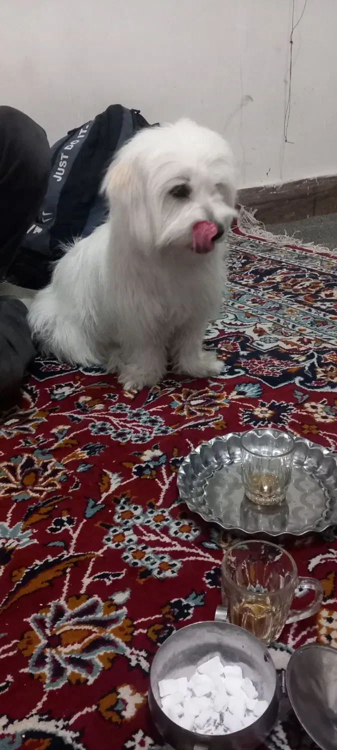 سگ پاکوتاه گمشده|حیوانات|زنجانرود, |دیوار