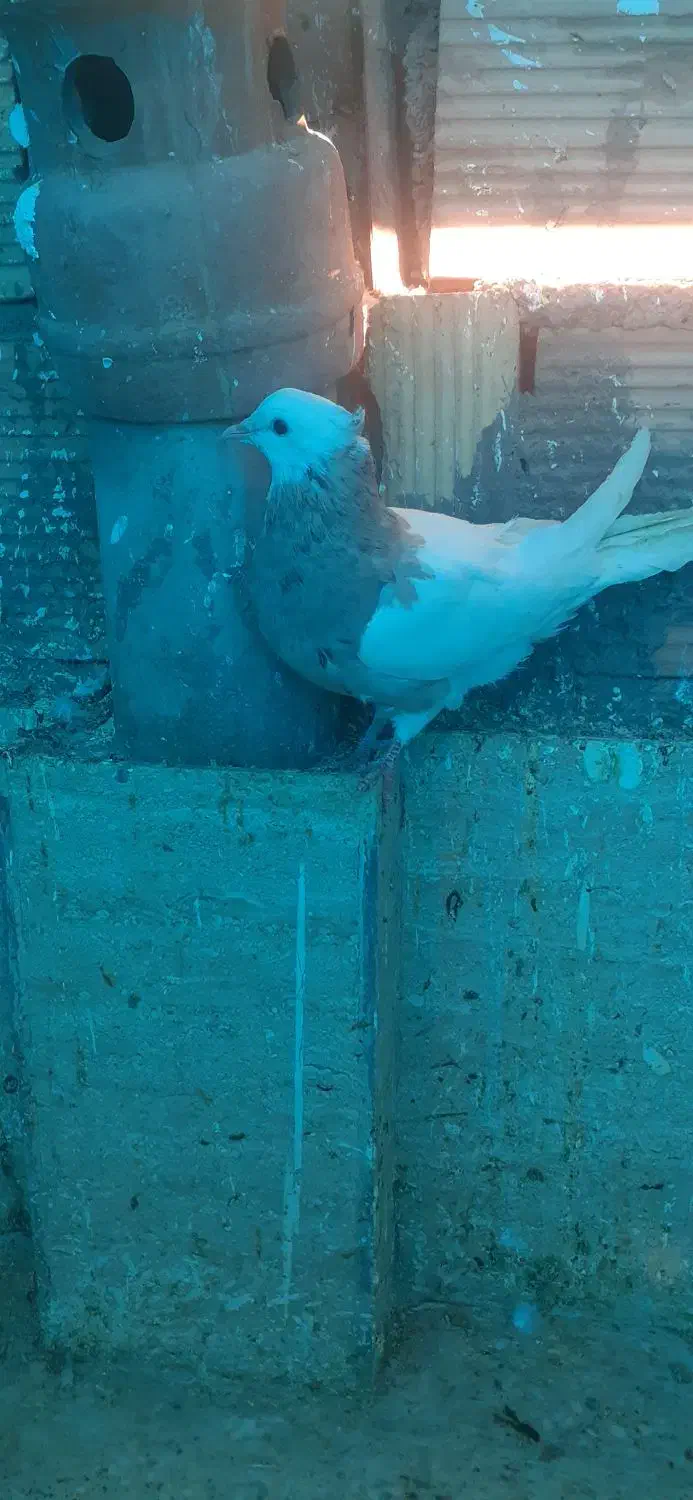 طوقی کرمونشاهی|پرنده|قم, ولیعصر|دیوار