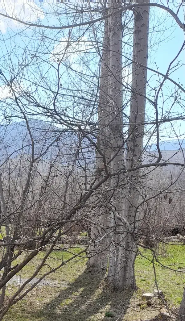 فروش درخت صنوبر|گل و گیاه طبیعی|دیلمان, |دیوار