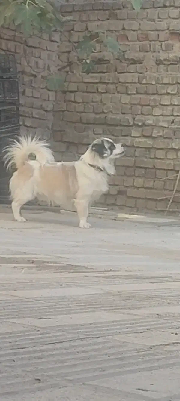 واگذاری سگ|سگ|اراک, |دیوار