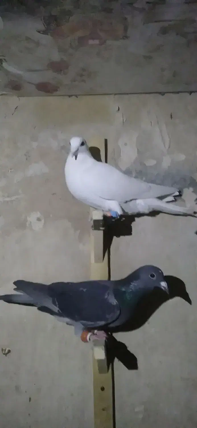 کفتر المانی|پرنده|تربتحیدریه, باغ سلطانی|دیوار