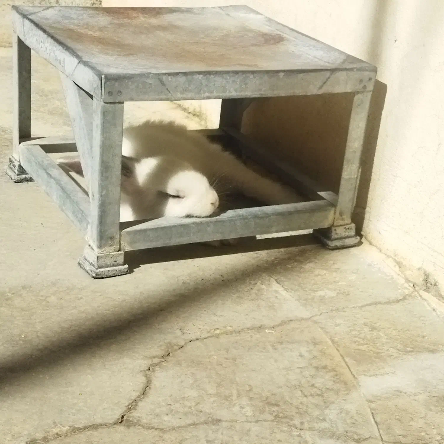 خرگوش لوپ|موش و خرگوش|کرمانشاه, |دیوار