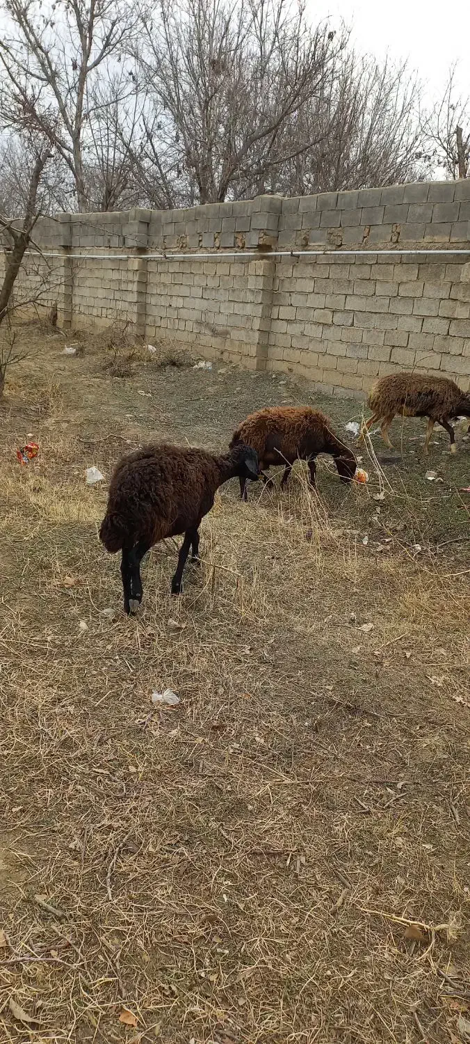 میش آبستن|حیوانات مزرعه|هشتگرد, تهران دشت|دیوار