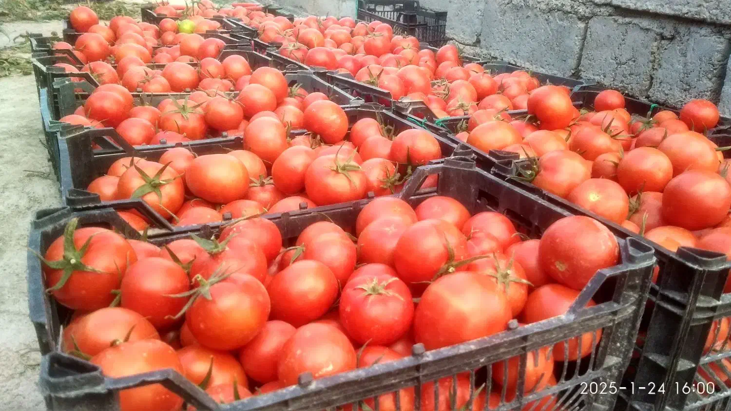 کارگر گلخانه هستم وارد|خدمات باغبانی و درختکاری|زابل, |دیوار