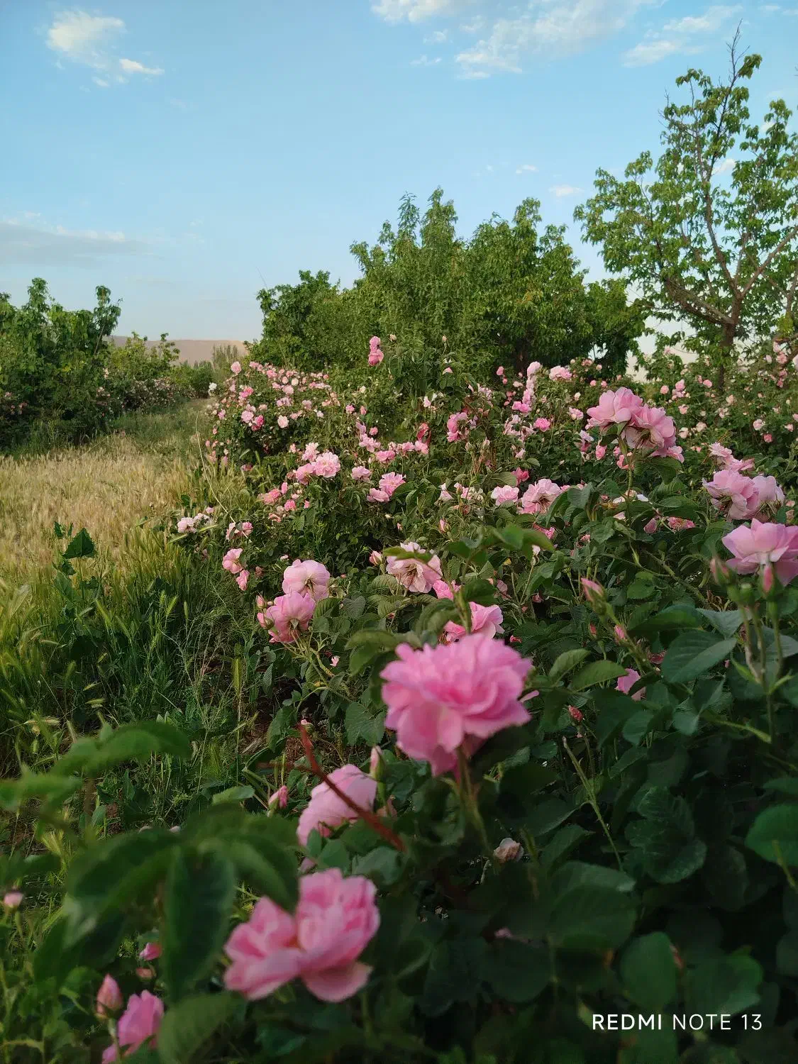 باغ 2000 متری با درختان میوه و استخر|فروش زمین و ملک کلنگی|برزک, |دیوار