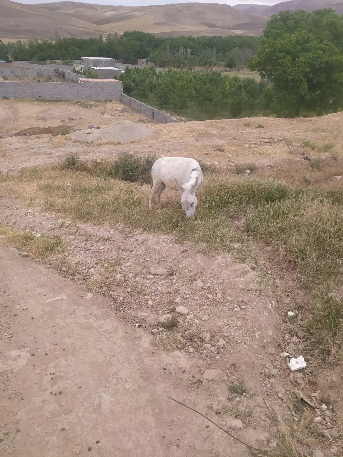 خر الاغ|حیوانات مزرعه|بجنورد, |دیوار