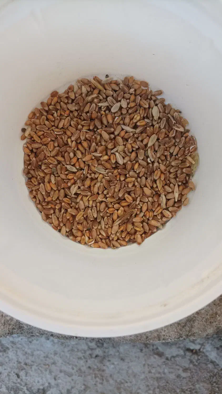 گندم|لوازم جانبی حیوانات|قصابه, |دیوار