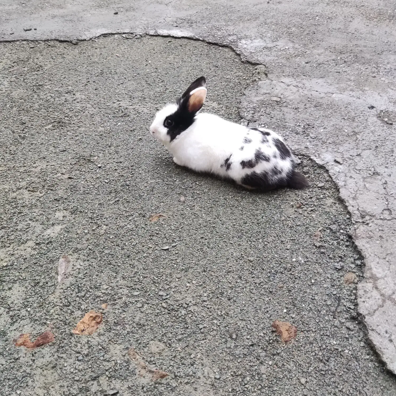 خرگوش لپ|موش و خرگوش|سنندج, |دیوار