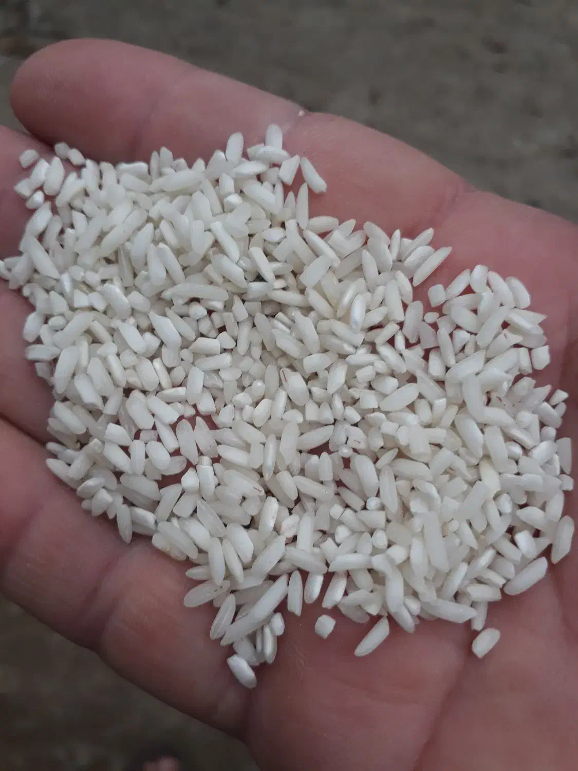 برنج حسنی|خوردنی و آشامیدنی|صومعهسرا, |دیوار