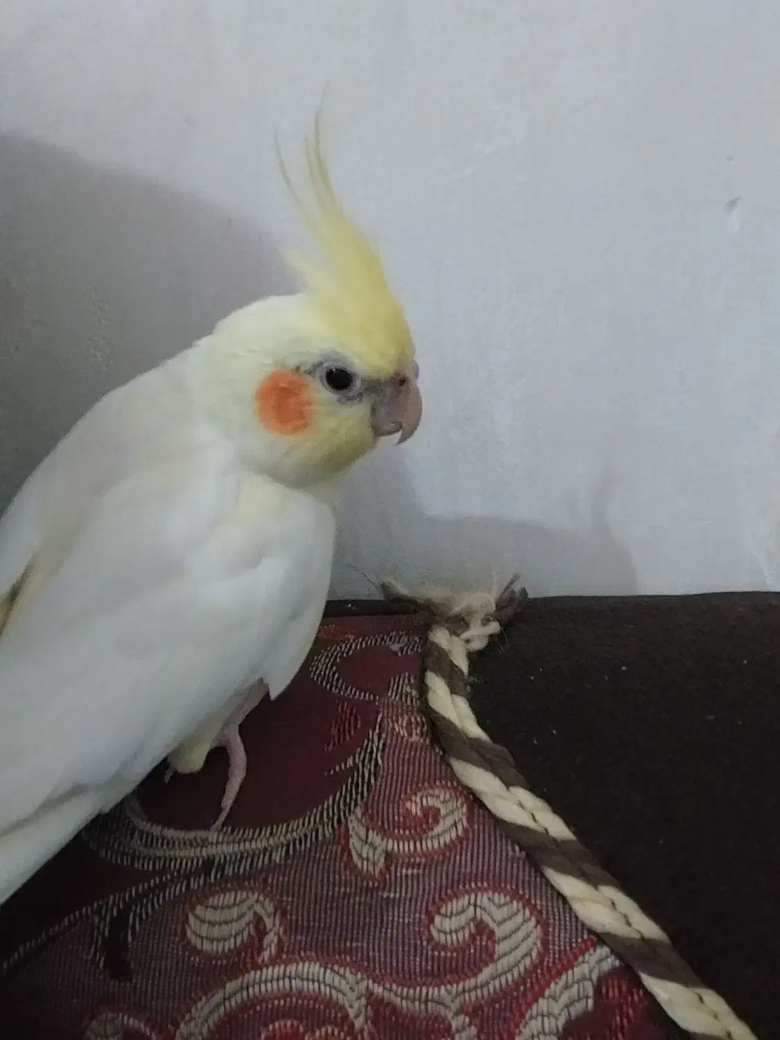 عروس هلندی ۴ عدد|پرنده|اهواز, شهرک الهیه|دیوار