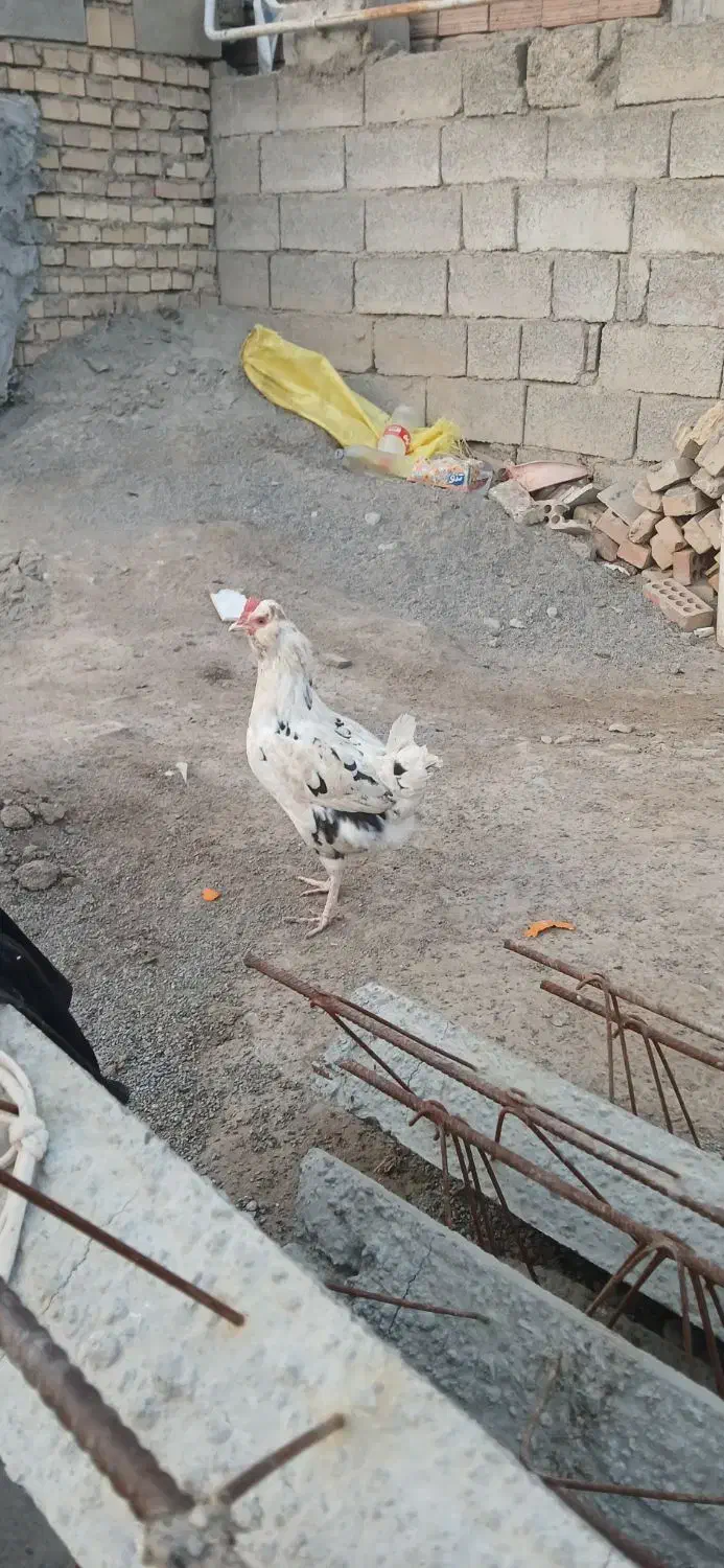 مرغ گلین|حیوانات مزرعه|انبارآلوم, |دیوار