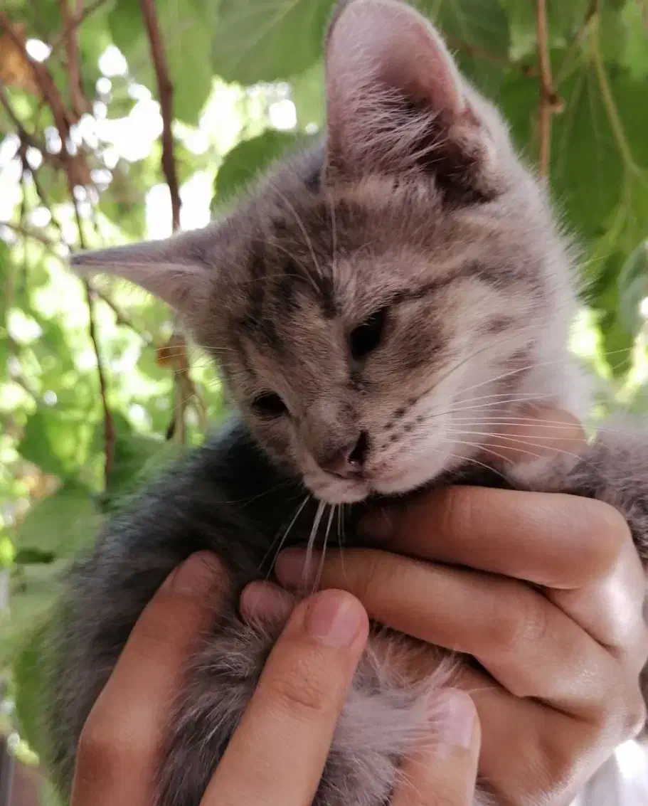 واگذاری گربه شش ماهه|گربه|تهران, چهارصد دستگاه|دیوار