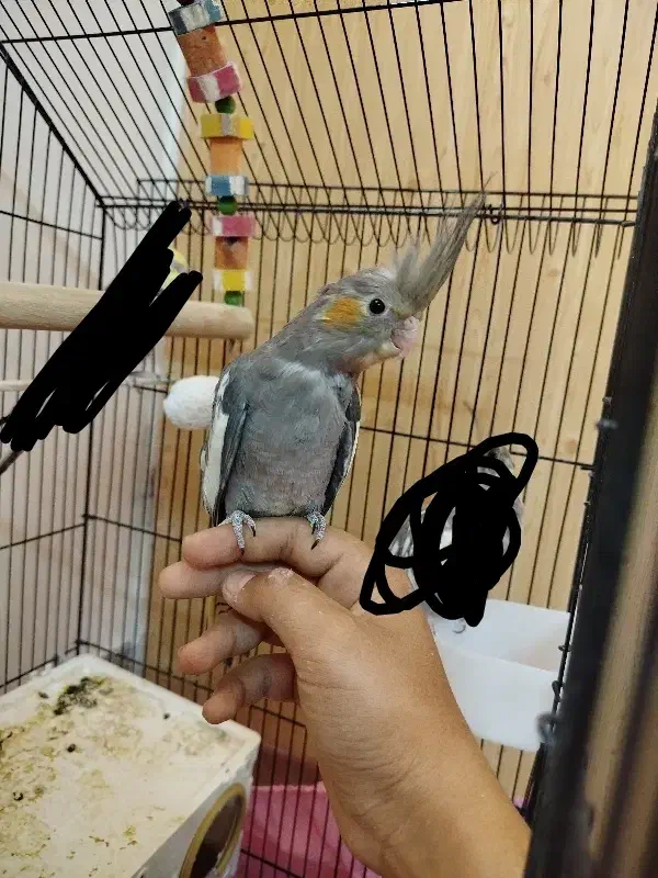 جوجه عروس هلندی نر|پرنده|شیراز, رکن‌آباد|دیوار