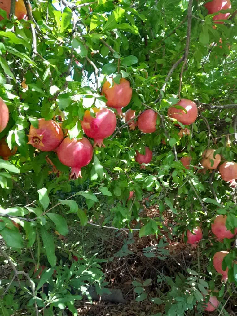 انار عروسک رباب|خوردنی و آشامیدنی|کوهنجان, |دیوار