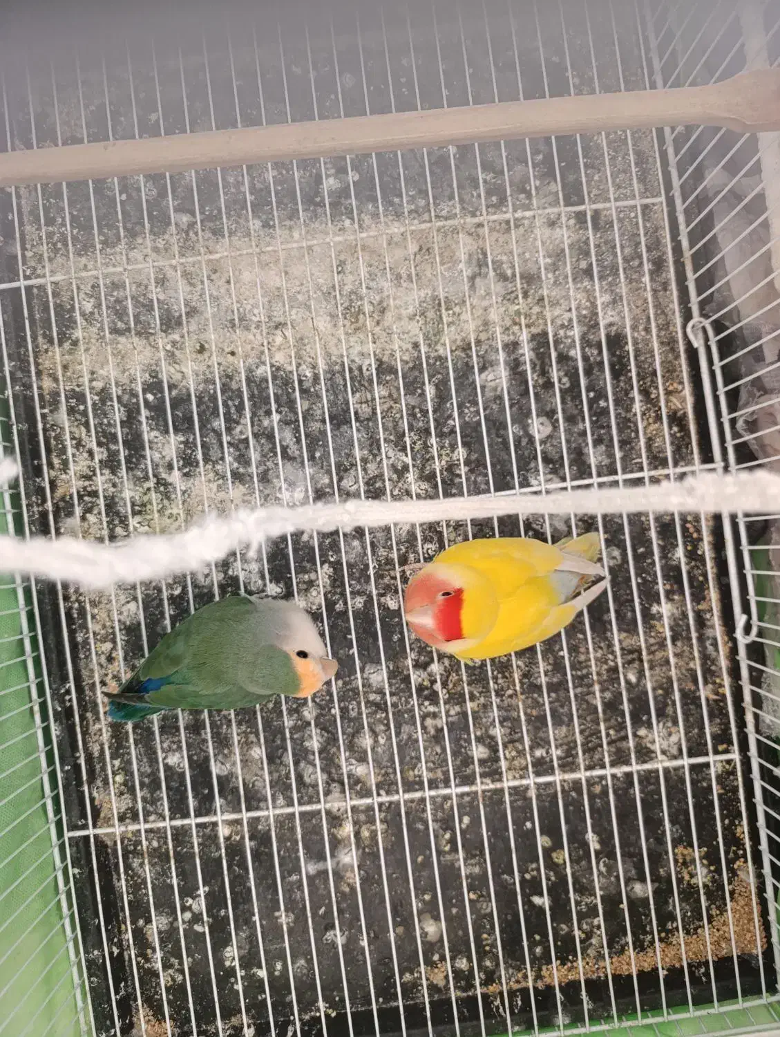 کوتوله|پرنده|نیشابور, مازول|دیوار